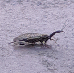 Phaeostigma