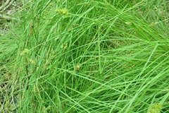 Carex arcta