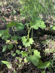 Alchemilla micans