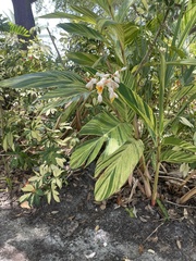 Alpinia nutans