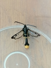 Synanthedon andrenaeformis