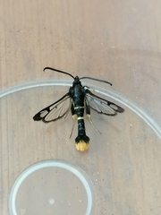 Synanthedon andrenaeformis