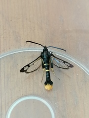 Synanthedon andrenaeformis