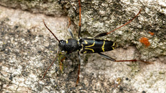 Xylotrechus antilope