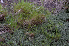 Fimbristylis pauciflora