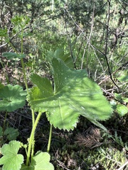 Alchemilla micans