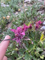 Castilleja elegans