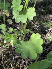 Alchemilla micans