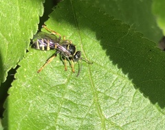 Gorytes quinquecinctus