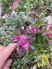 Castilleja elegans
