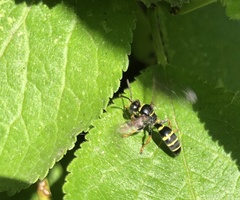 Gorytes quinquecinctus
