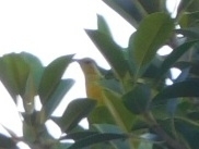 Icterus cucullatus
