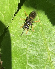 Gorytes quinquecinctus
