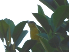 Icterus cucullatus