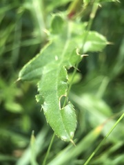 Cirsium arvense