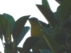Icterus cucullatus