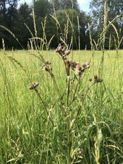 Cirsium arvense