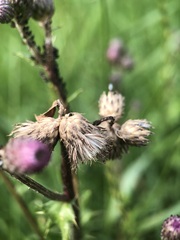 Cirsium arvense