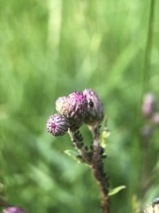 Cirsium arvense