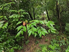 Tetradium glabrifolium