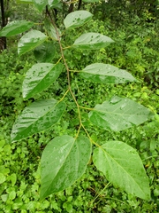 Alangium kurzii