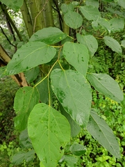 Alangium kurzii