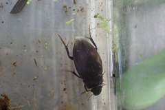 Hydrophilus piceus