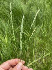 Festuca trachyphylla