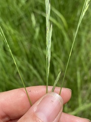 Festuca trachyphylla