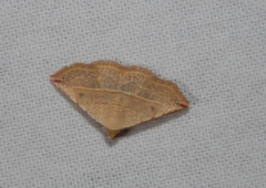 Eublemma gayneri