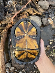 Kinosternon integrum