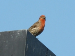 Haemorhous mexicanus