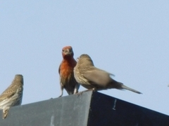 Haemorhous mexicanus