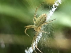 Argiope bruennichi