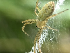 Argiope bruennichi