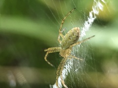 Argiope bruennichi