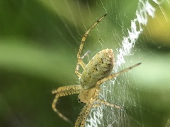 Argiope bruennichi