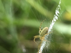 Argiope bruennichi