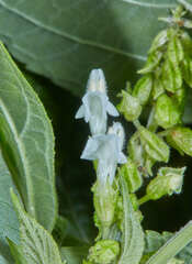 Salvia alba