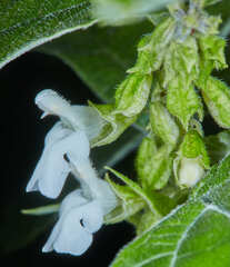 Salvia alba