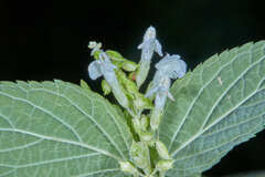 Salvia alba
