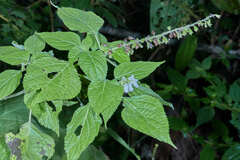 Salvia alba