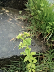 Galium bungei