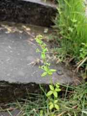 Galium bungei