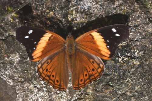 Asterocampa idyja