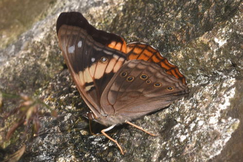 Asterocampa idyja