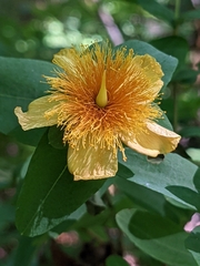 Hypericum frondosum