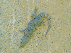 Mediodactylus