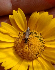 Oedemera simplex
