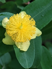 Hypericum frondosum